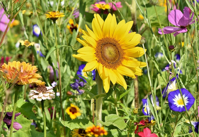 Flower Gardens