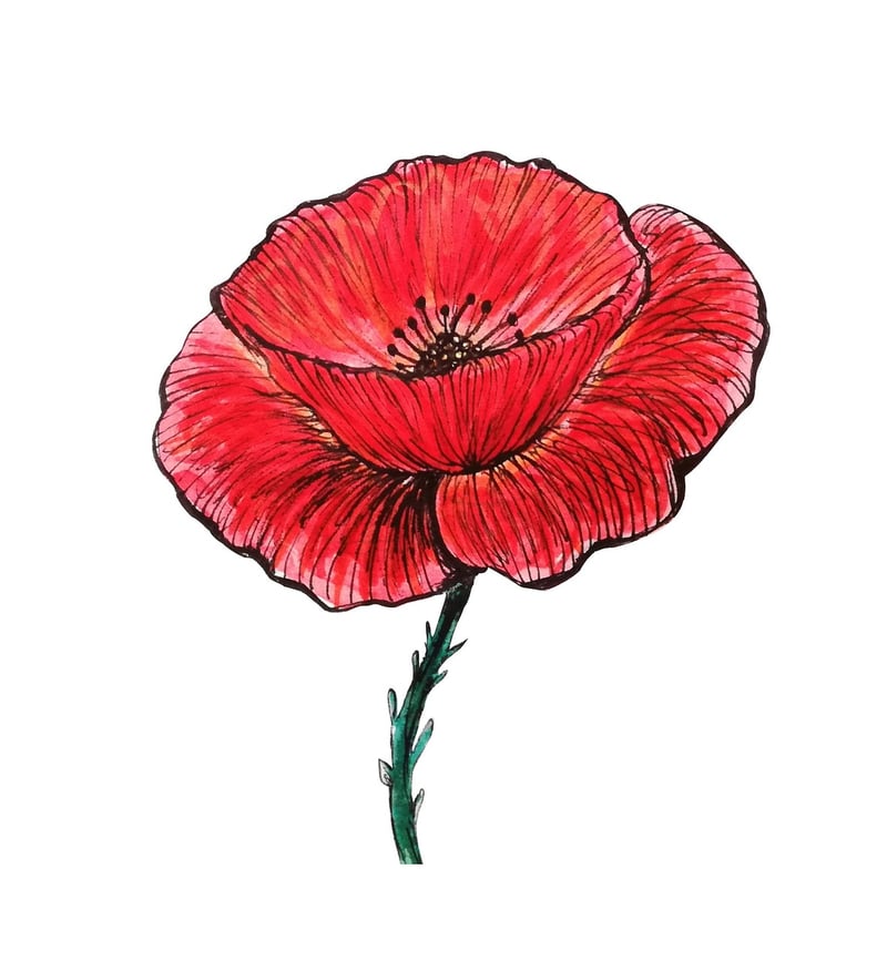 Flower Sketches