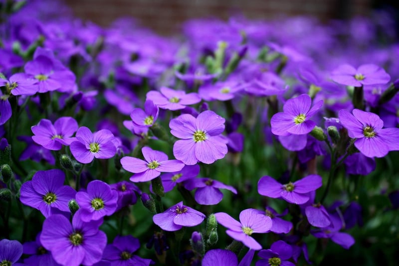 Vivid Botany
